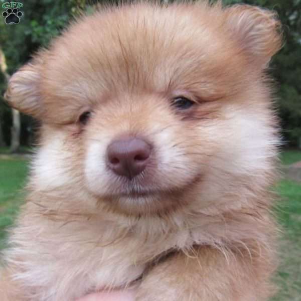 Honey Bear, Pomeranian Puppy